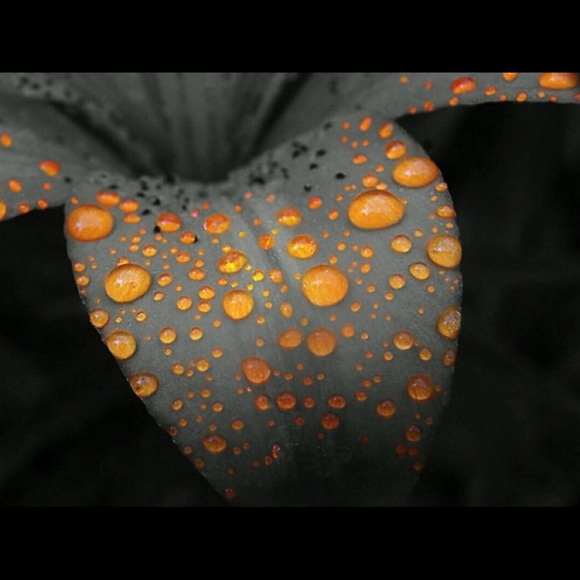 Meet your Posher, Yaira - Picture 1 of 1